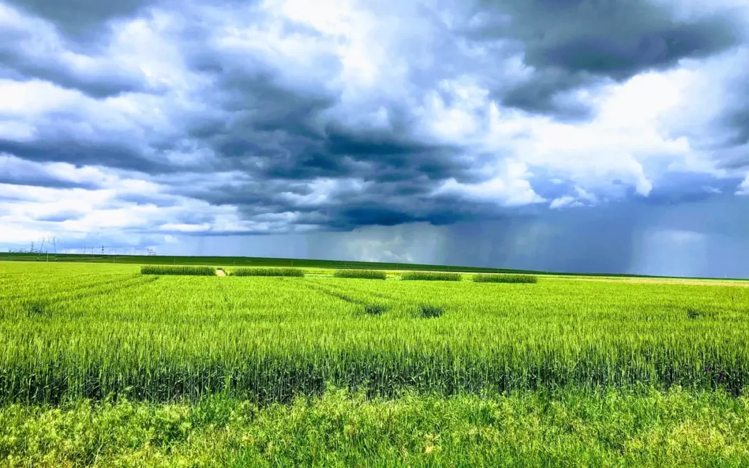 الاستشارات البيئية